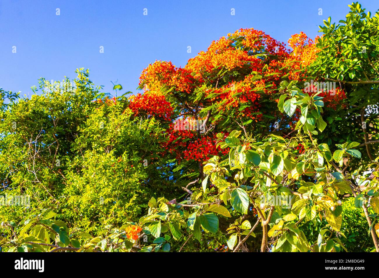 Flamboyant or Delonix Regia red flowers closeup. Beautiful tropical ...