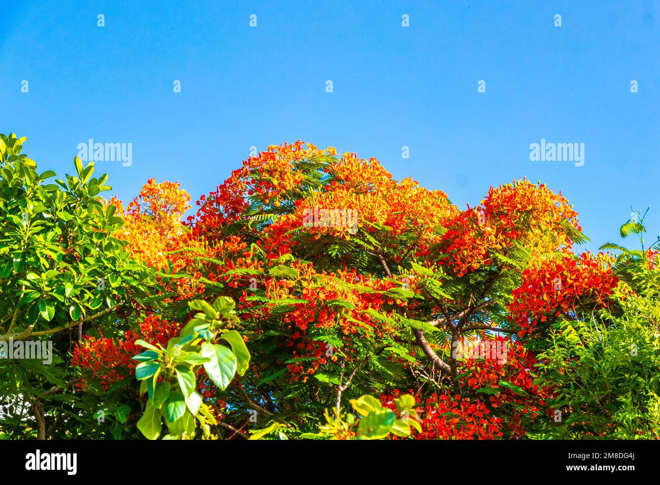 Flamboyant or Delonix Regia red flowers closeup. Beautiful tropical ...
