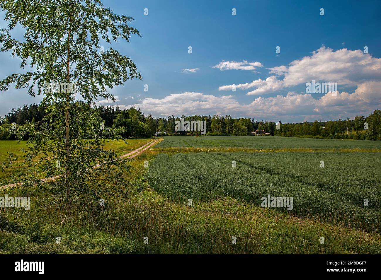 Excellent landscape with rye field and forest and  farm im distance in fantastic summer day and farm and dirt road and several clouds inFinland  - unp Stock Photo