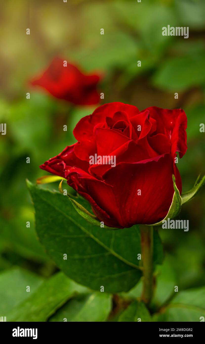 Rosy red blooms hi-res stock photography and images - Alamy
