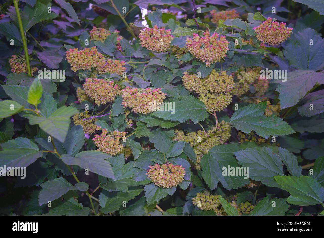 Scientific name Dombeya wallichii and common names pinkball, pink ball tree, or tropical hydrangea blossom plants in the park close-up. Stock Photo