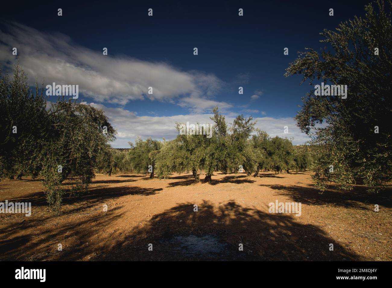 Olive trees, Classical rural landscape with olive trees garden Stock Photo