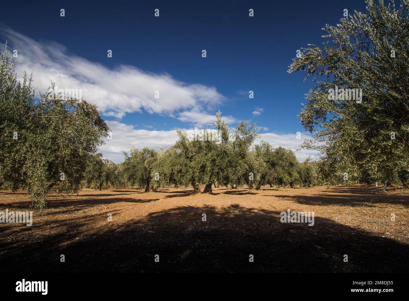 Olive trees, Classical rural landscape with olive trees garden Stock