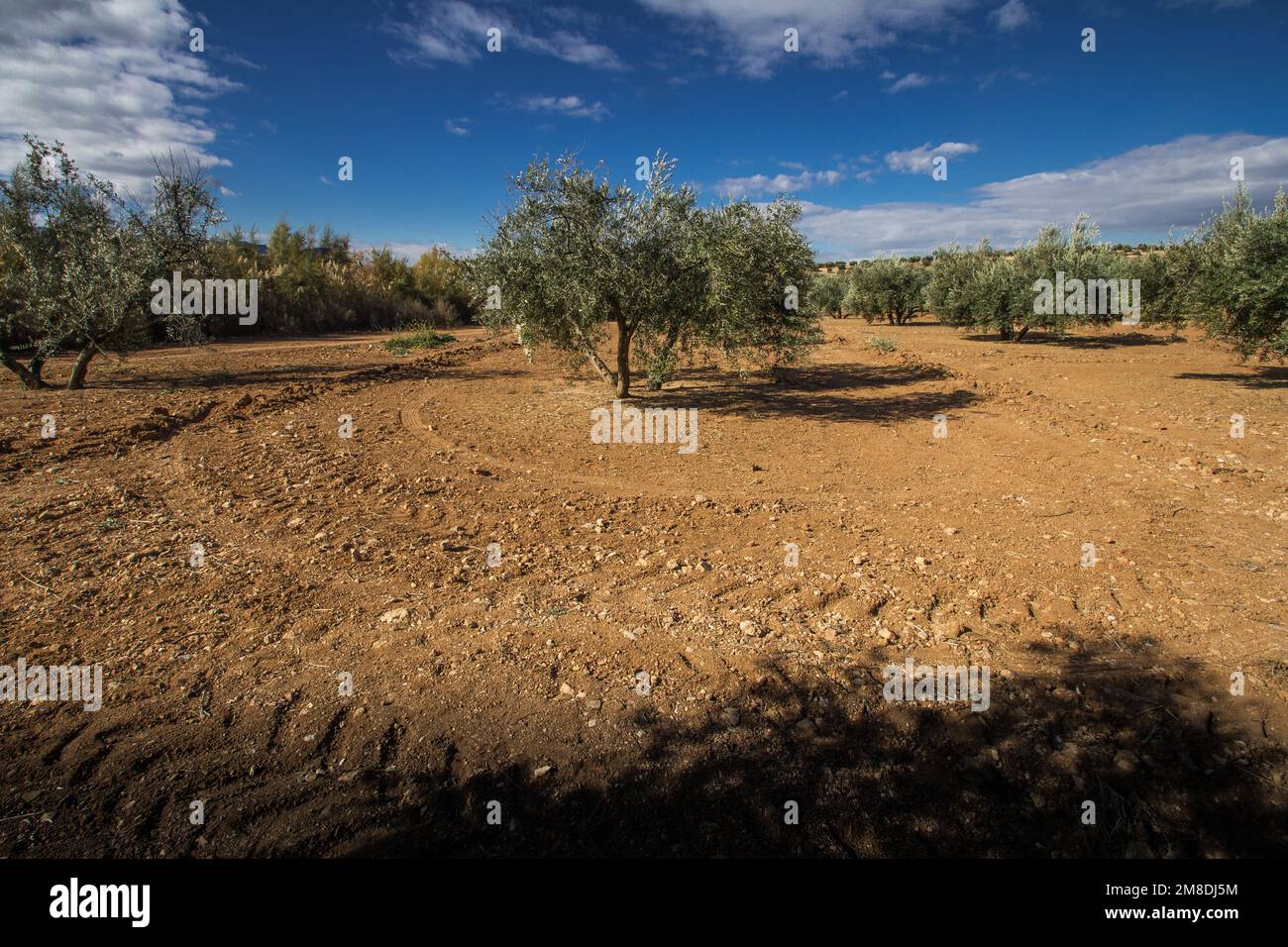 Olive trees, Classical rural landscape with olive trees garden Stock Photo