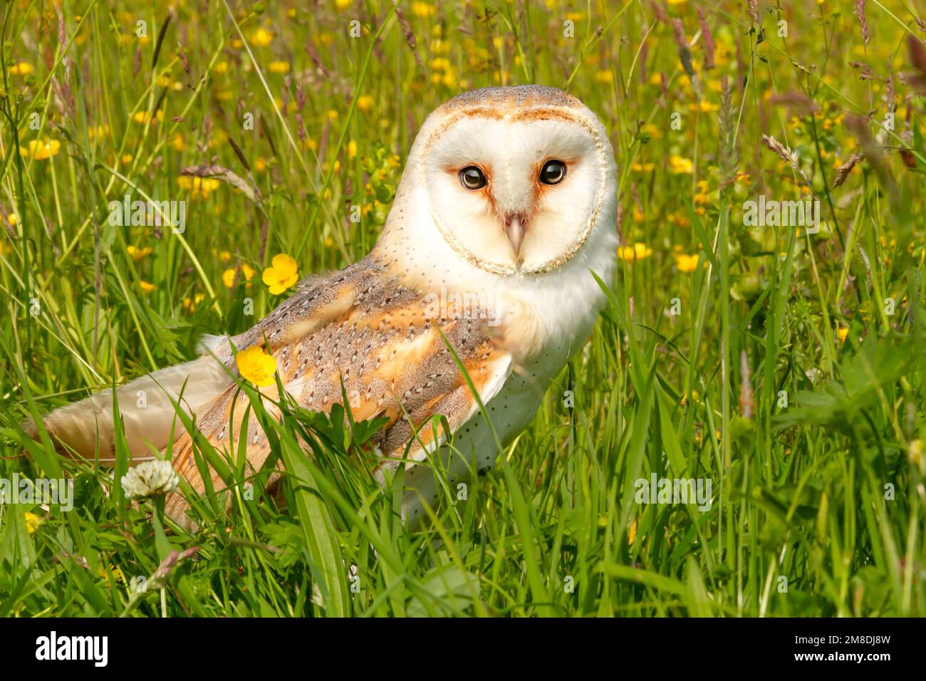 Barn Owl, beautiful white owl with heart shaped facial disc, facing front in a colourful, wildflower summer meadow with buttercups and clover.     Sci Stock Photo