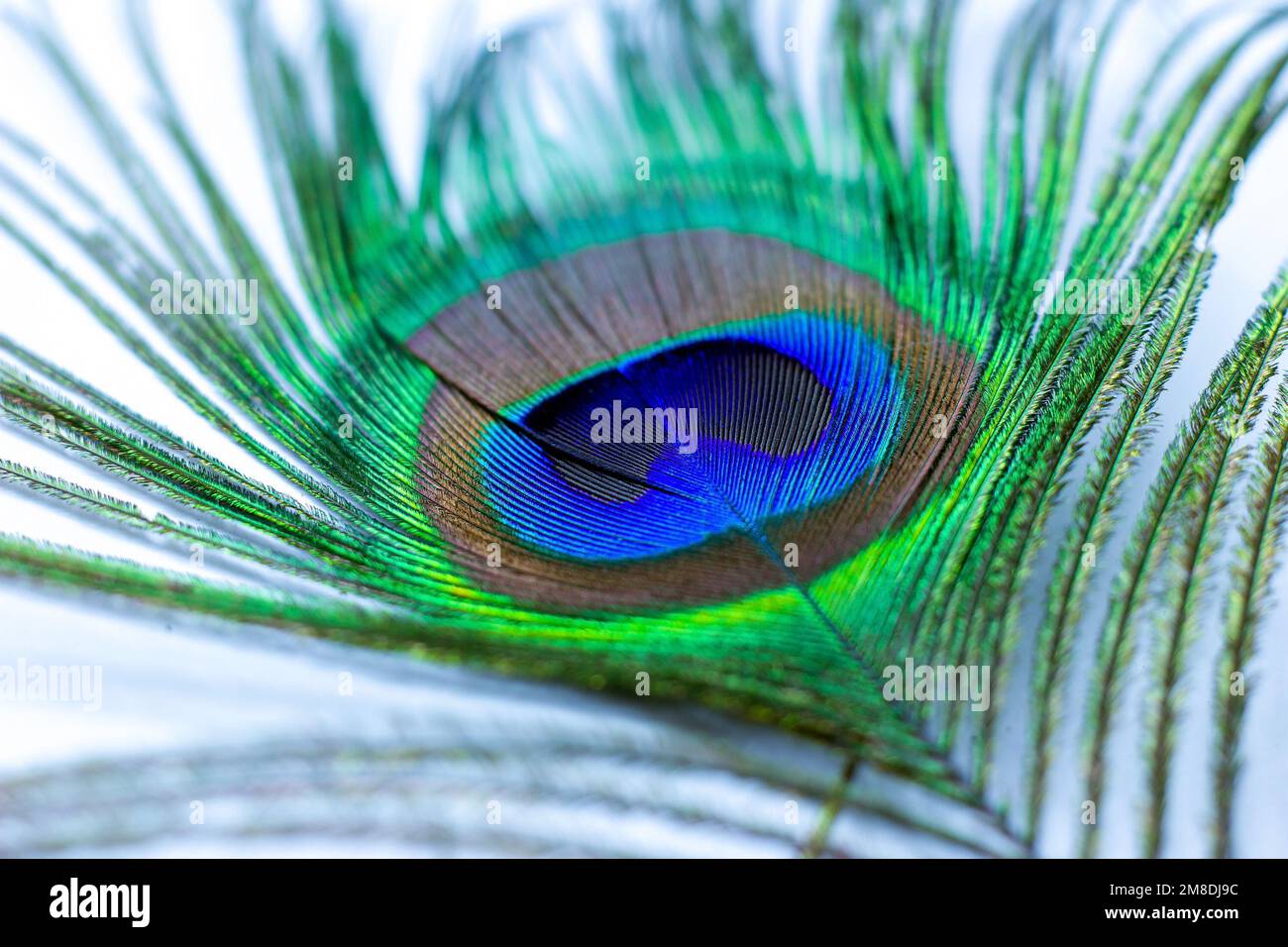 Bright blue and green male tail peacock feather close up. Stock Photo