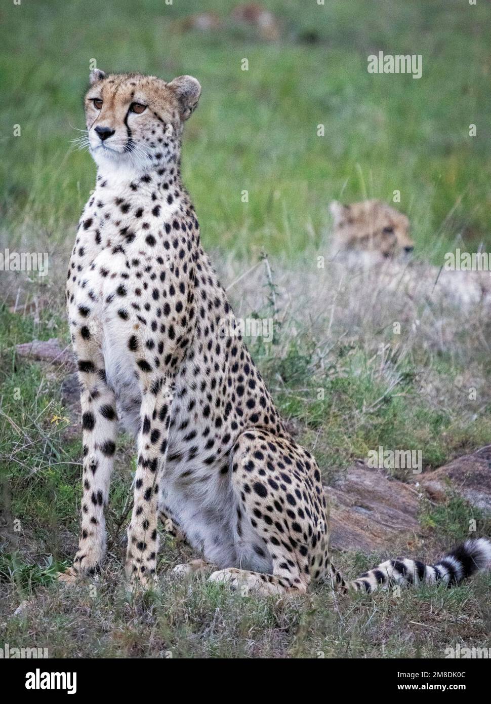 cheetahs (Acinonyx jubatus), Masai Mara, Kenya, Africa Stock Photo