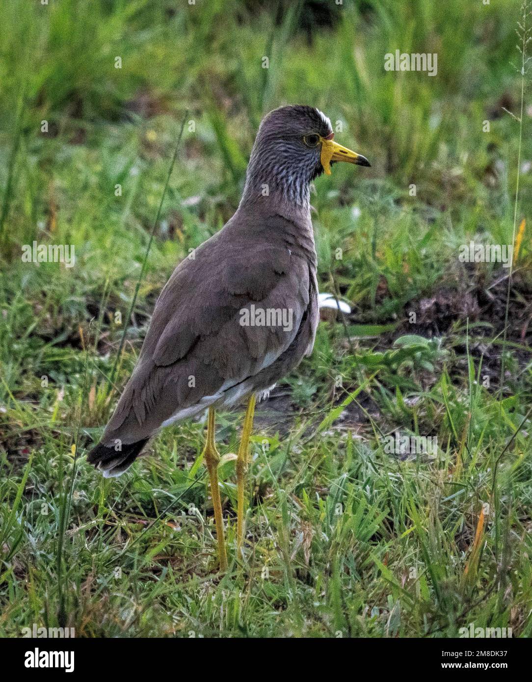 African wattled lapwing (Vanellus senegallus), also known as the Senegal wattled plover or simply wattled lapwing, Masai Mara, Kenya, Africa Stock Photo