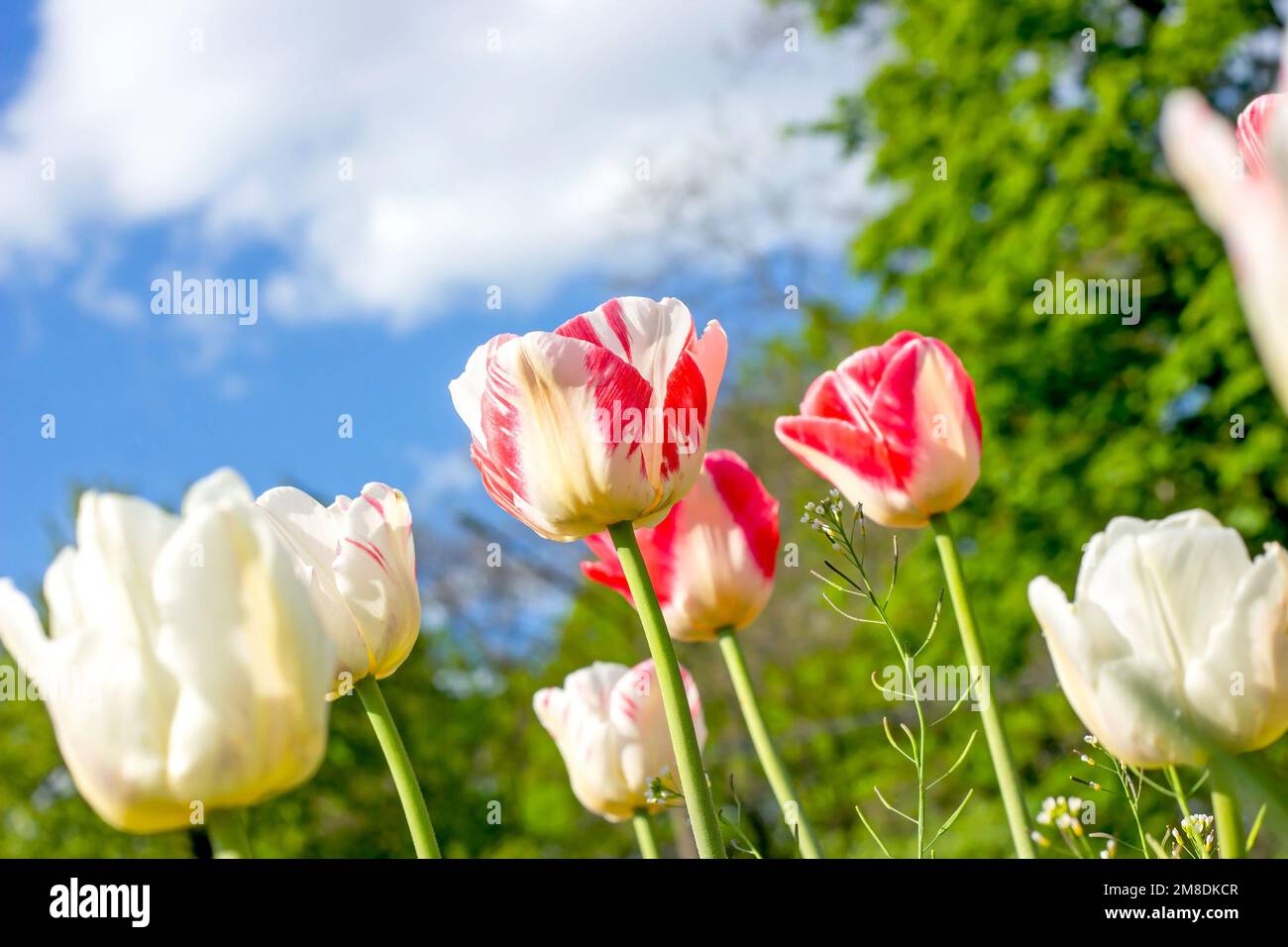 https://c8.alamy.com/comp/2M8DKCR/bright-pink-and-white-blossoming-tulip-flowers-on-the-field-in-spring-against-the-blue-sky-2M8DKCR.jpg