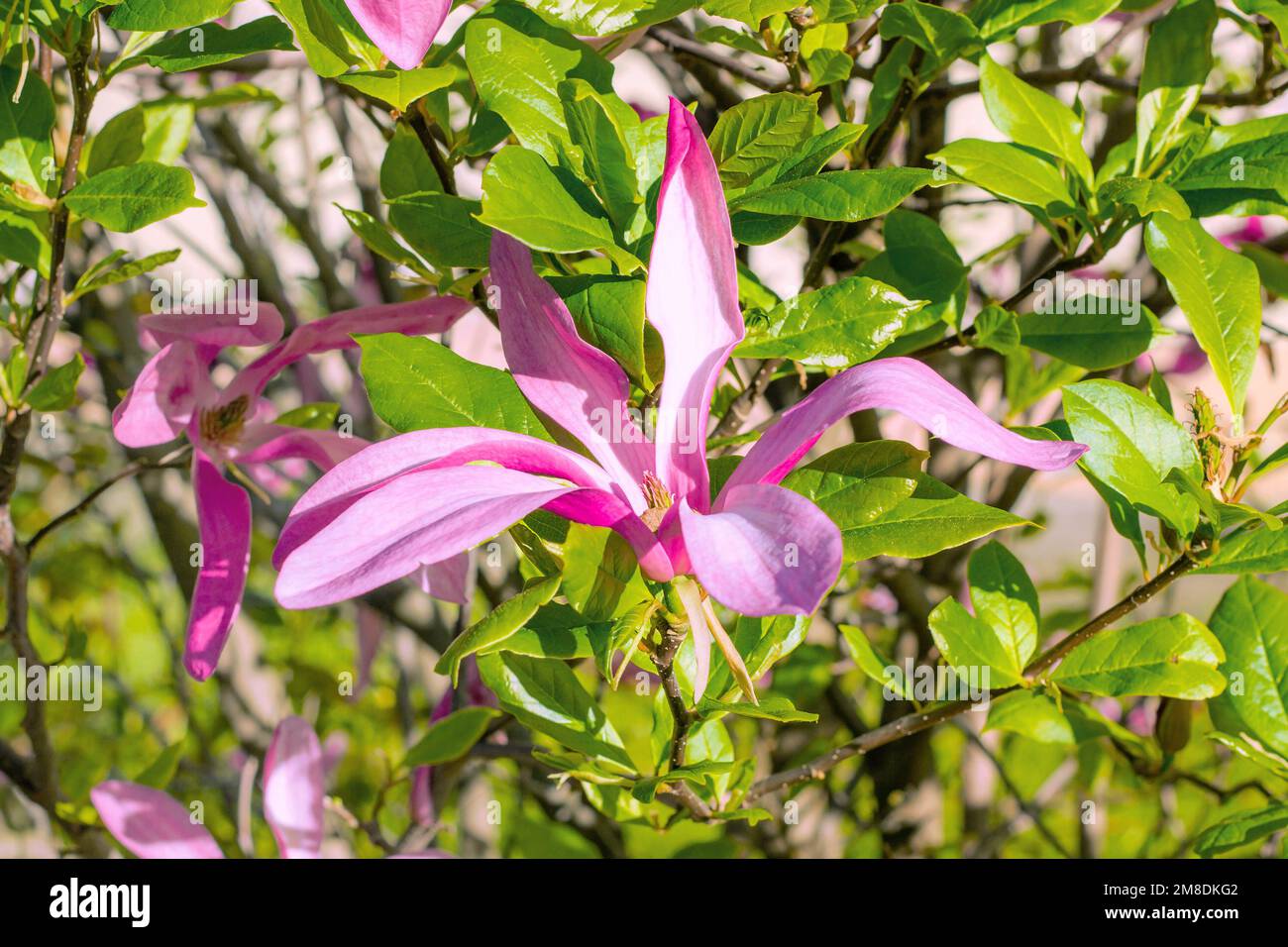 Bright pink Magnolia Susan liliiflora flowers with green leaves in the ...