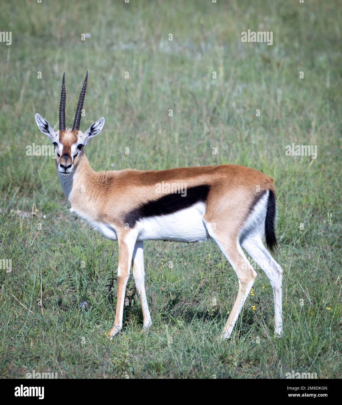 Kenya thomsons gazelle hi-res stock photography and images - Alamy