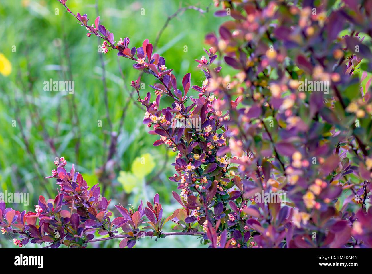 Bright purple Thunbergs Barberry (Berberis thunbergii Red Rocket) leaves and blooming flowers in the garden in spring. Stock Photo