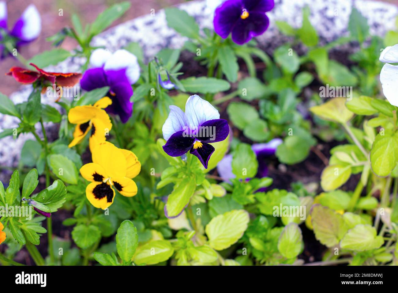 Colorful yellow and violet Pansies (Viola tricolor var. hortensis) flowers on the flowerbed in the garden in spring. Stock Photo