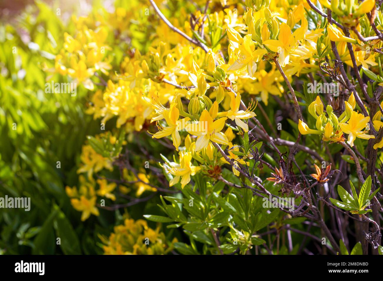 Rhododendron yellow leaves hi-res stock photography and images - Alamy