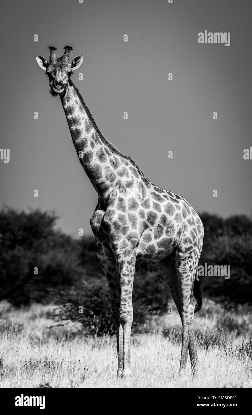 A vertical grayscale of a tall giraffe in safari with trees and the sky