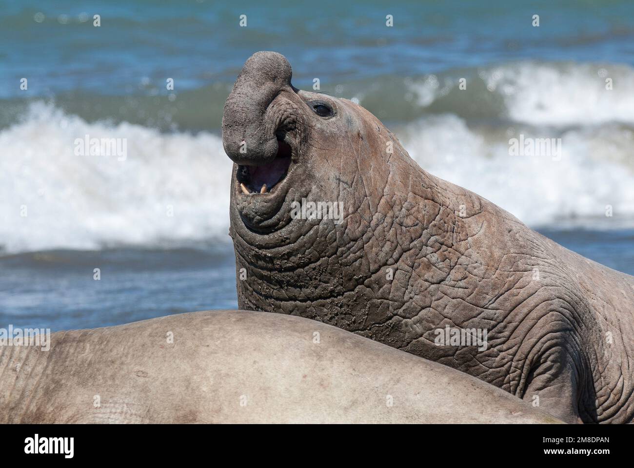 Areia Movediça No Oceano Índico Imagem de Stock - Imagem de praia, arenoso:  112344503