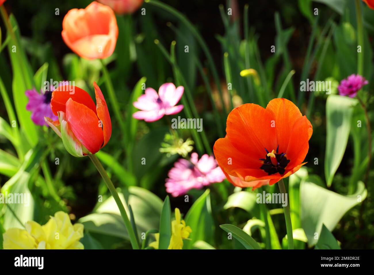 Red tulips blooming in the flower bed in the garden Stock Photo - Alamy