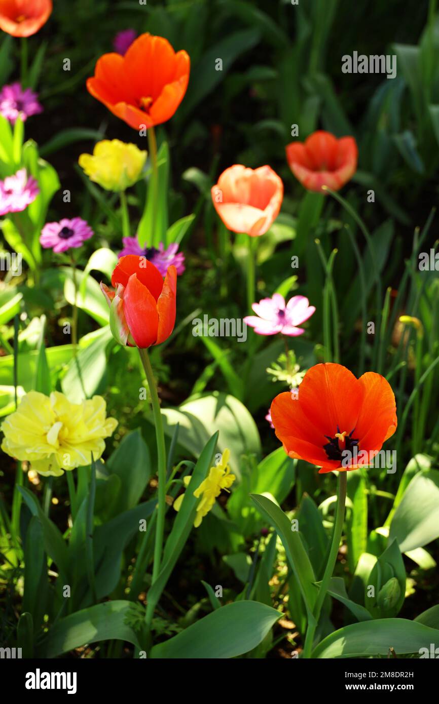 Red tulips blooming in the flower bed in the garden Stock Photo