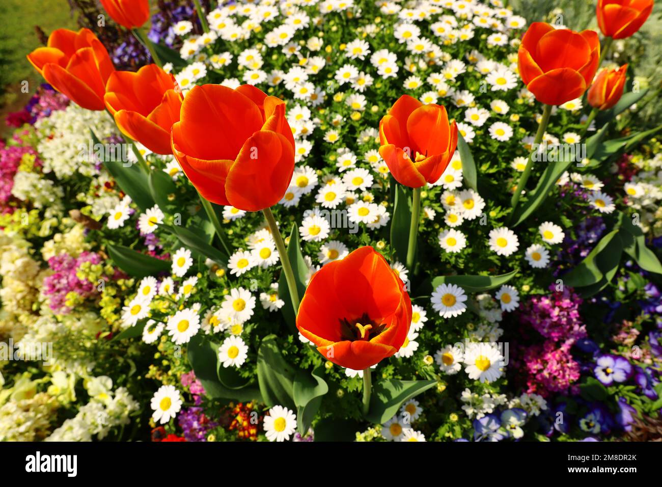 Red tulips blooming in the flower bed in the garden Stock Photo