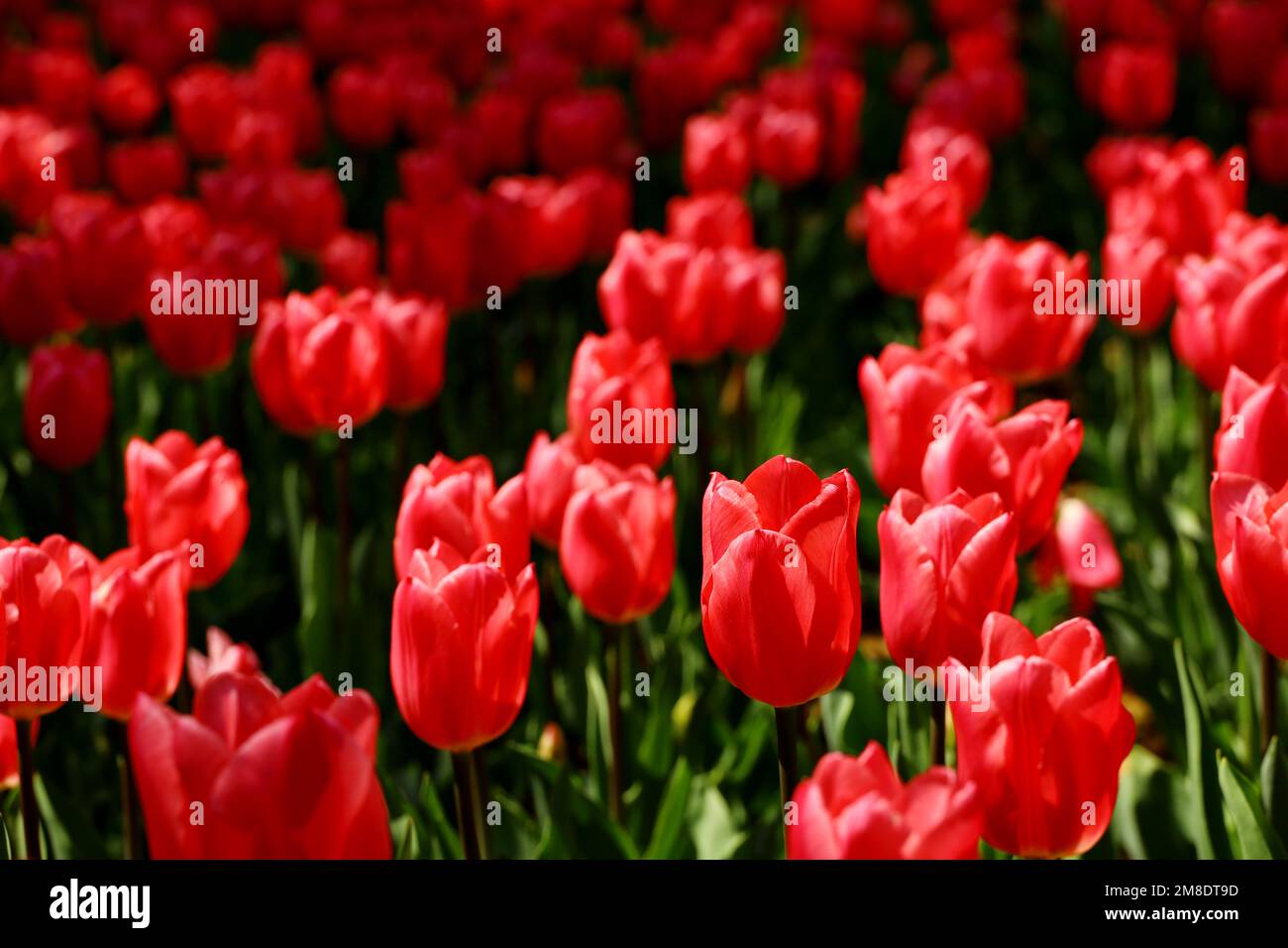 Red tulips blooming in the flower bed Stock Photo - Alamy