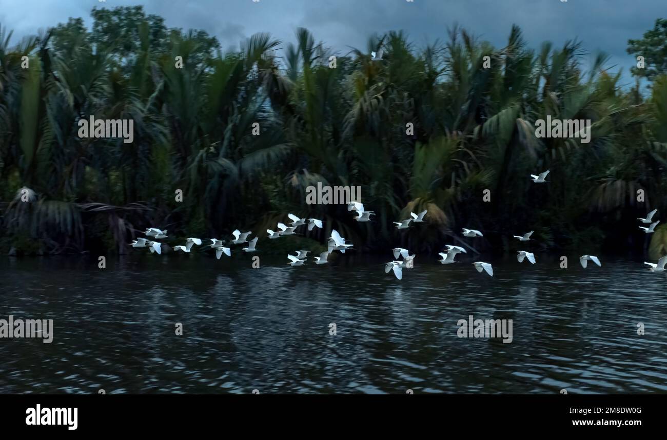 Tropical birds fly above water in jungle near Tangalle, Sri Lanka. White flock go to their collective sleeping place in forest at night. Scenery of ra Stock Photo