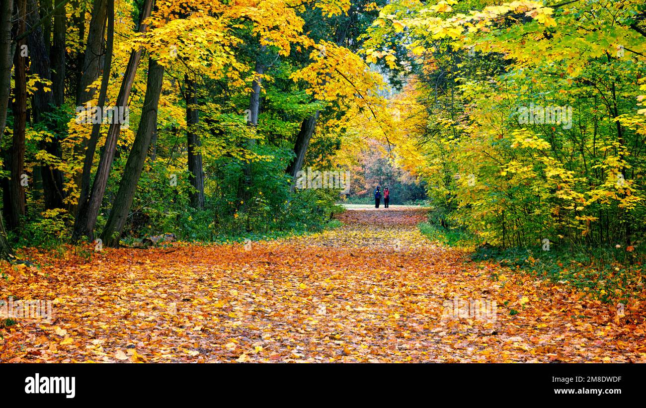 Panoramic view of the vibrant-Coloured autumn leaf covering the footpath in a park Stock Photo