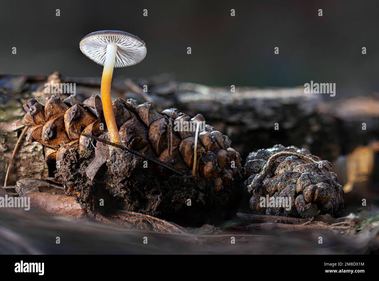 Beautiful pinecone cap, Strobilurus tenacellus fungi growing in the ...