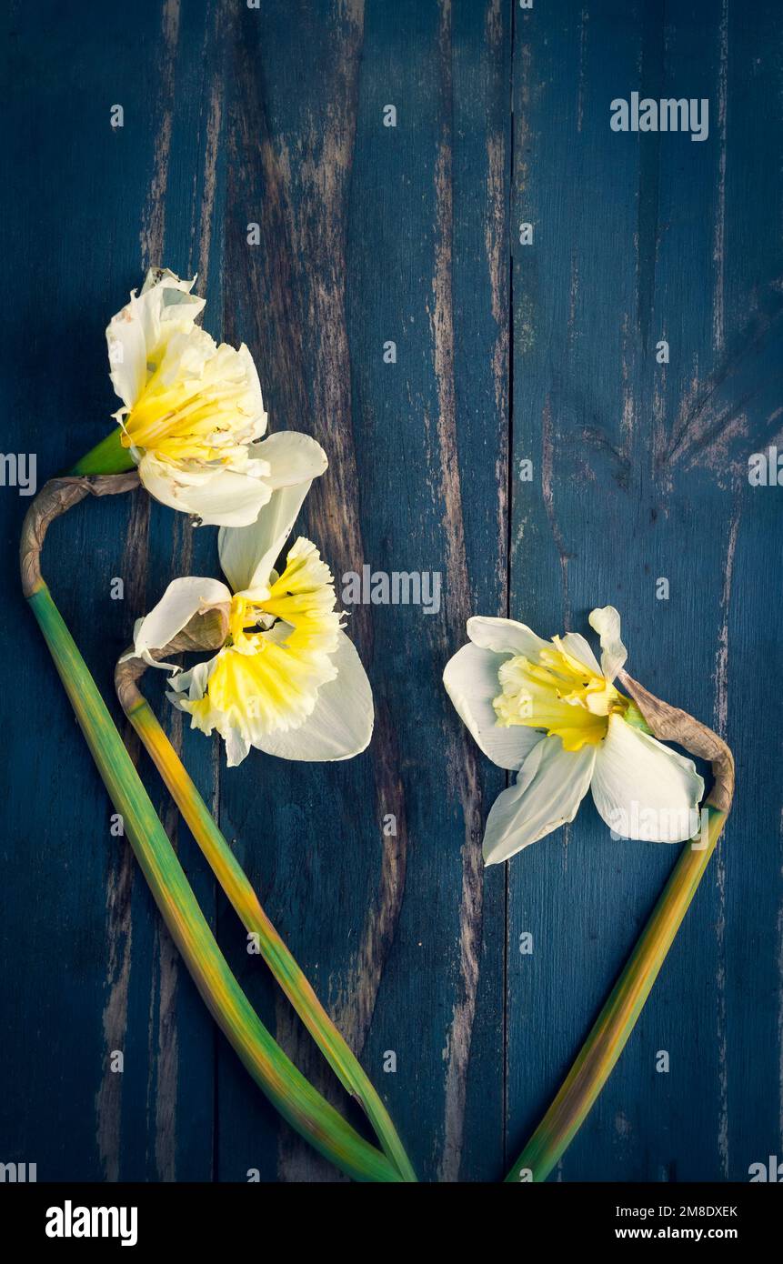 Three dying daffodil flowers on a weathered wood background, with copy space, perfect for cover