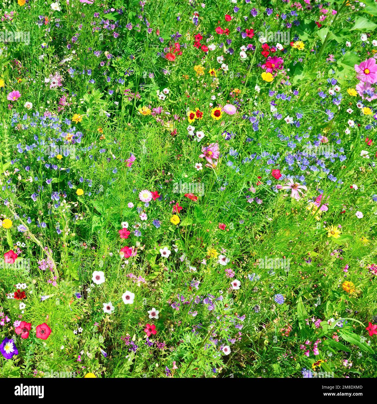 wild flowers background Stock Photo