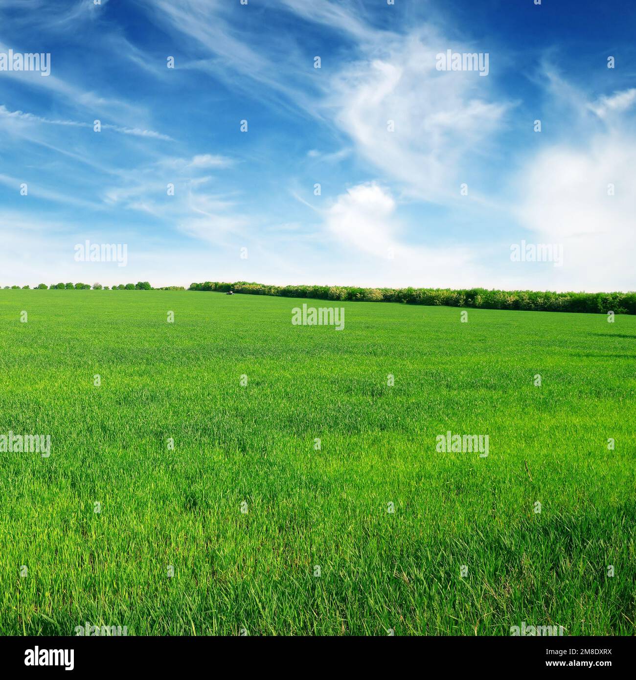 meadow and blue sky Stock Photo