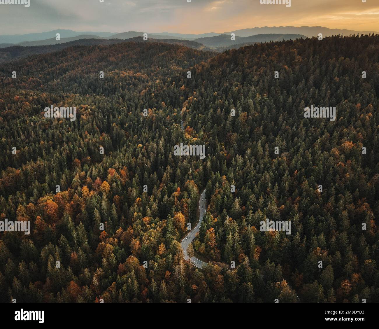 An aerial shot of a winding road surrounded by the dense forest with ...