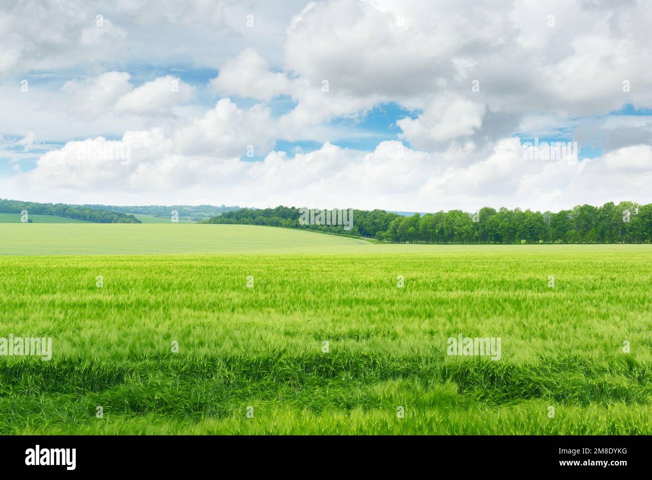green field and blue sky Stock Photo