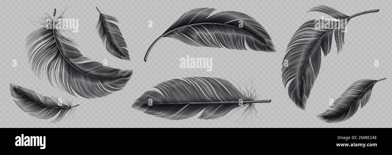 Realistic set of black feather png isolated on transparent background. Vector illustration of falling and flying fluffy bird or angel quills. Symbol o Stock Vector