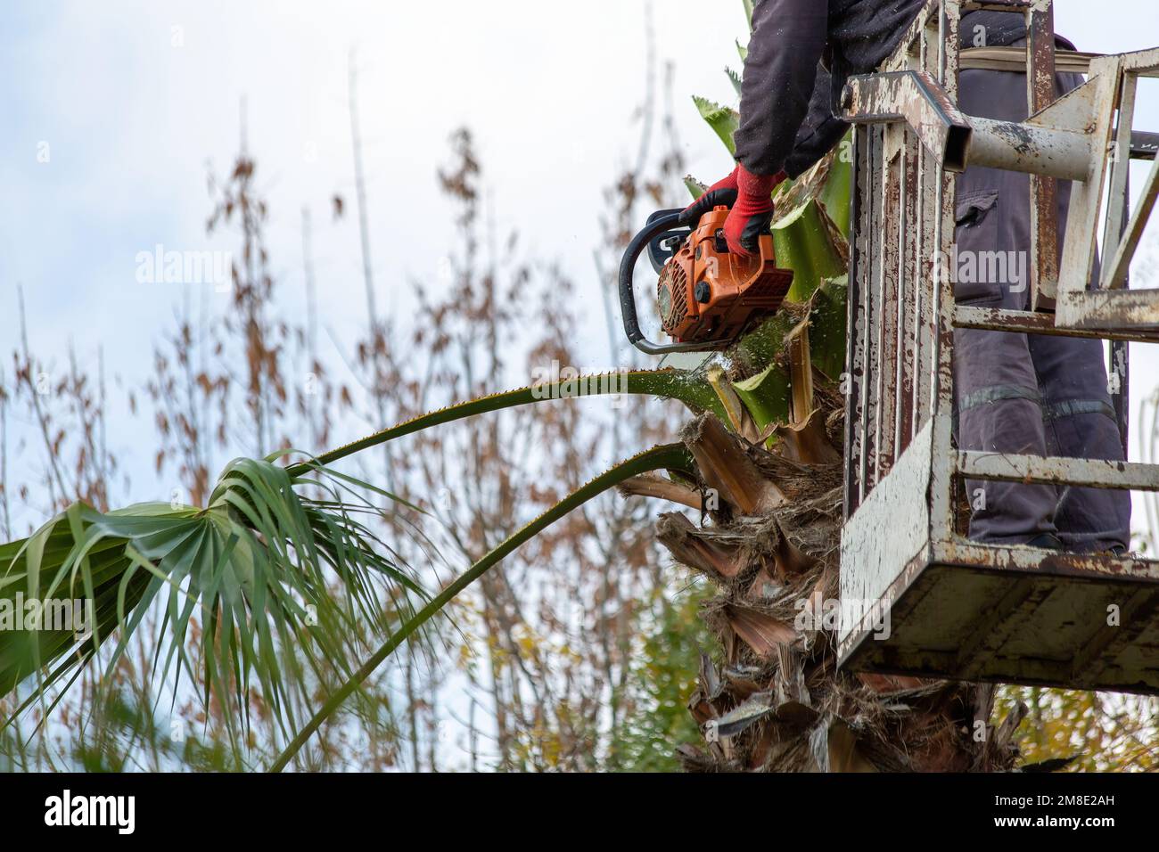 Worker pruning a palm tree with a tree saw. Stock Photo