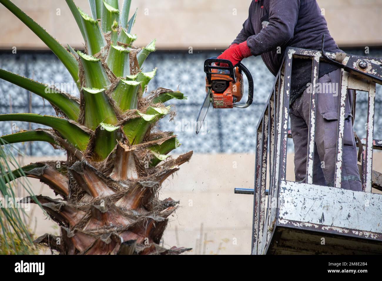 Worker pruning a palm tree with a tree saw Stock Photo Alamy