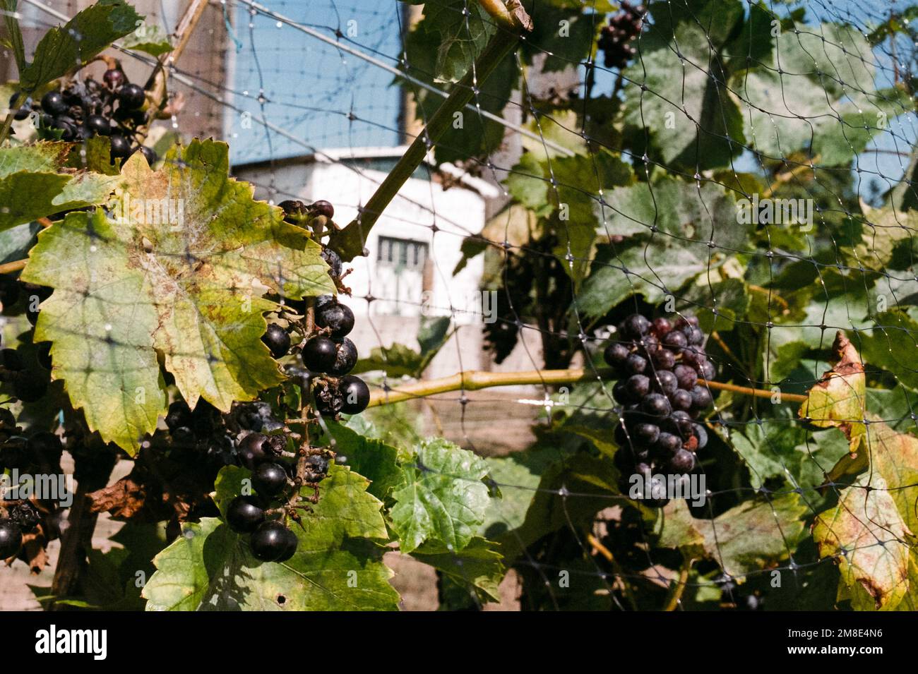 Ripe grapes on vines at the Alfalfa Farms winery. Topsfield