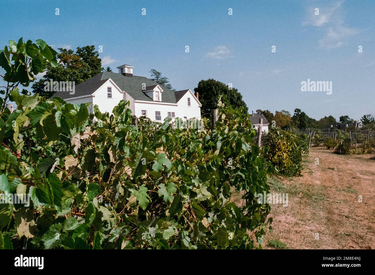 Ripe grapes on vines at the Alfalfa Farms winery. Topsfield, Massachusetts. The image was