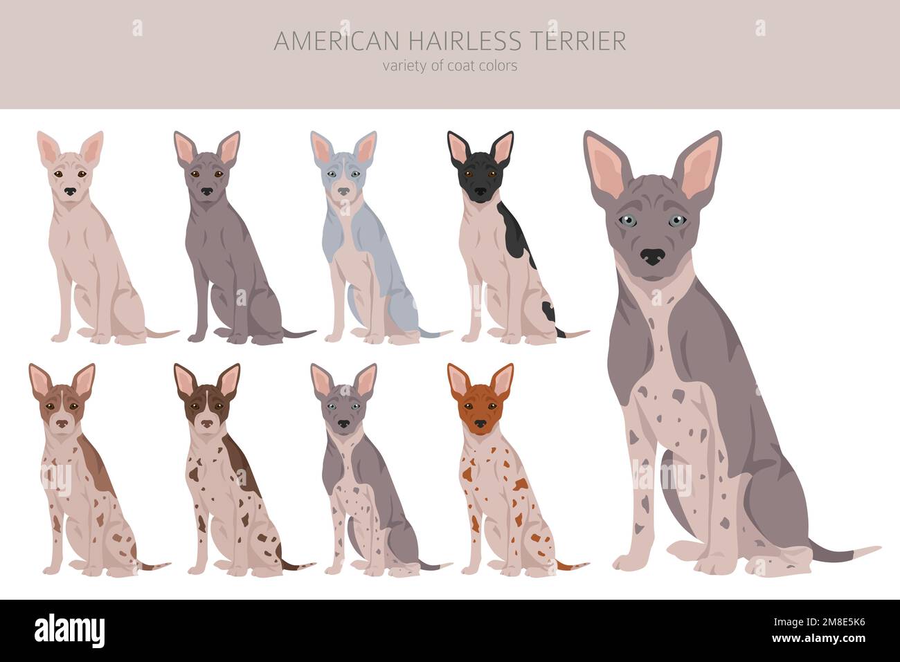 Caroline's Treasures CK2161MAT American Hairless Terrier in The Kitchen