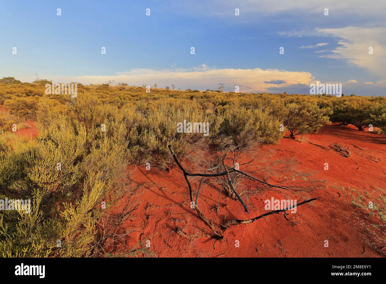 391 Red sand covered footpath going from the Resort area to Uluru-Ayers Rock. NT-Australia. Stock Photo