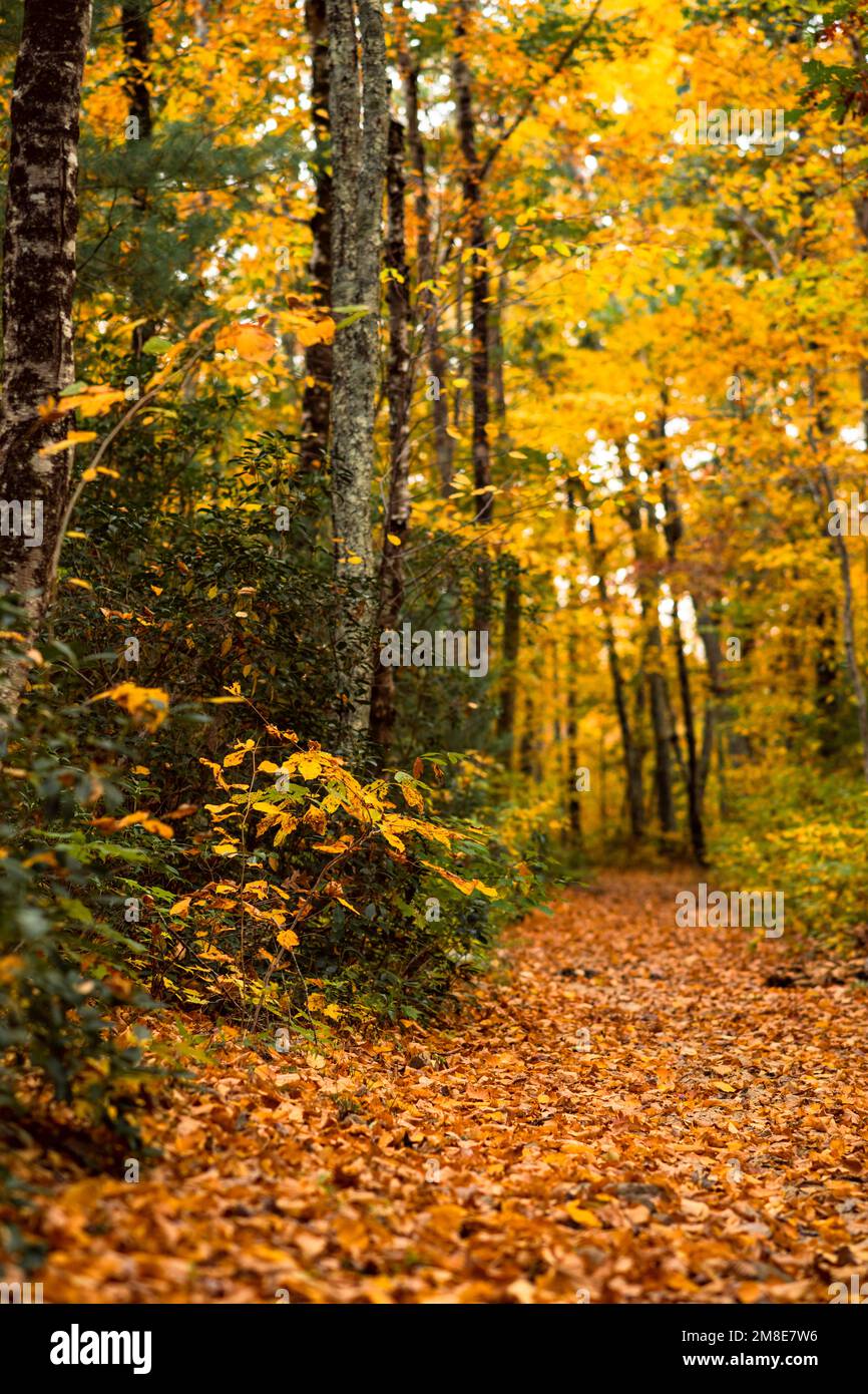 Fall Foliage trails in Arcadia State Management Area of Rhode Island Stock Photo