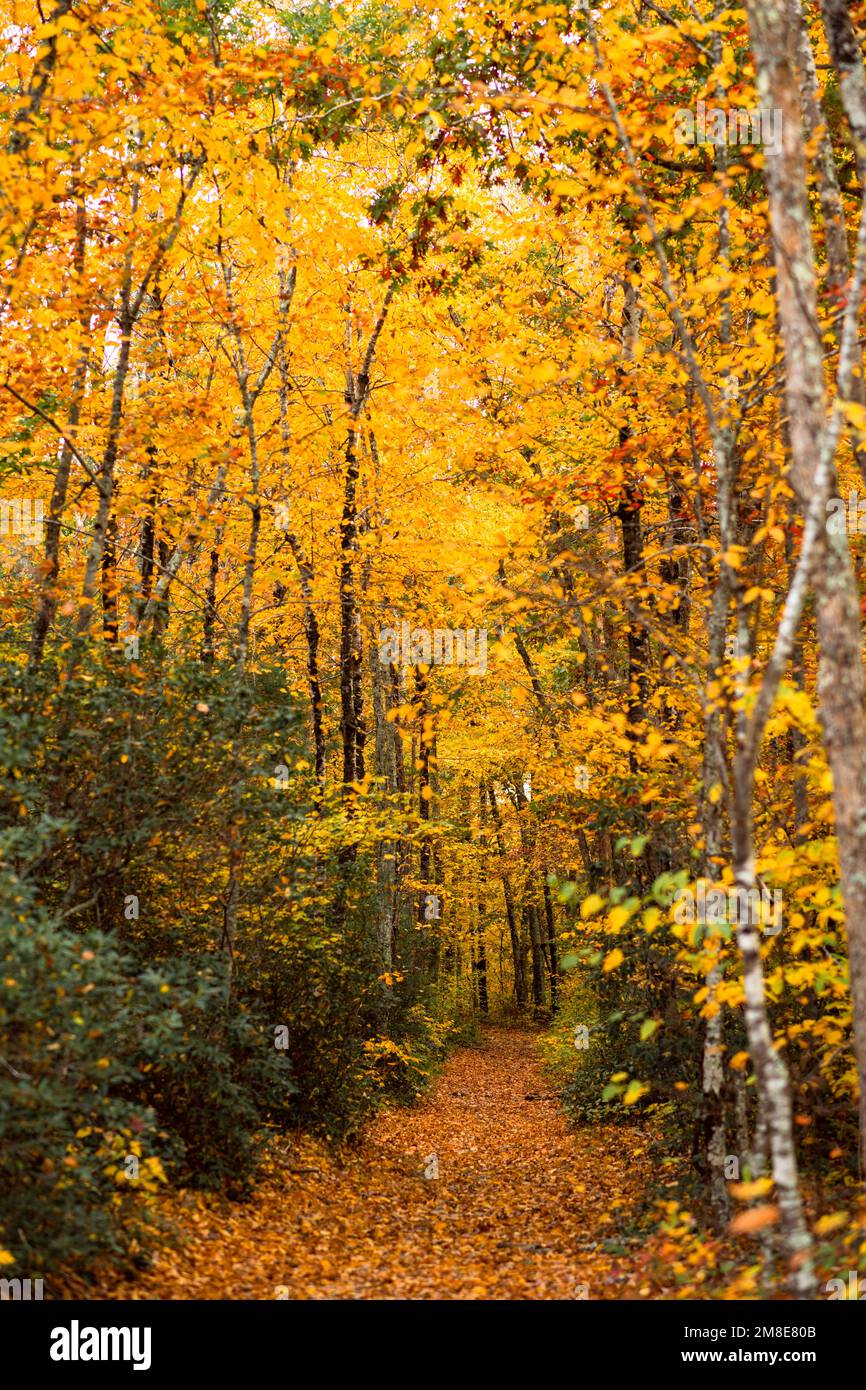 Fall Foliage trails in Arcadia State Management Area of Rhode Island Stock Photo