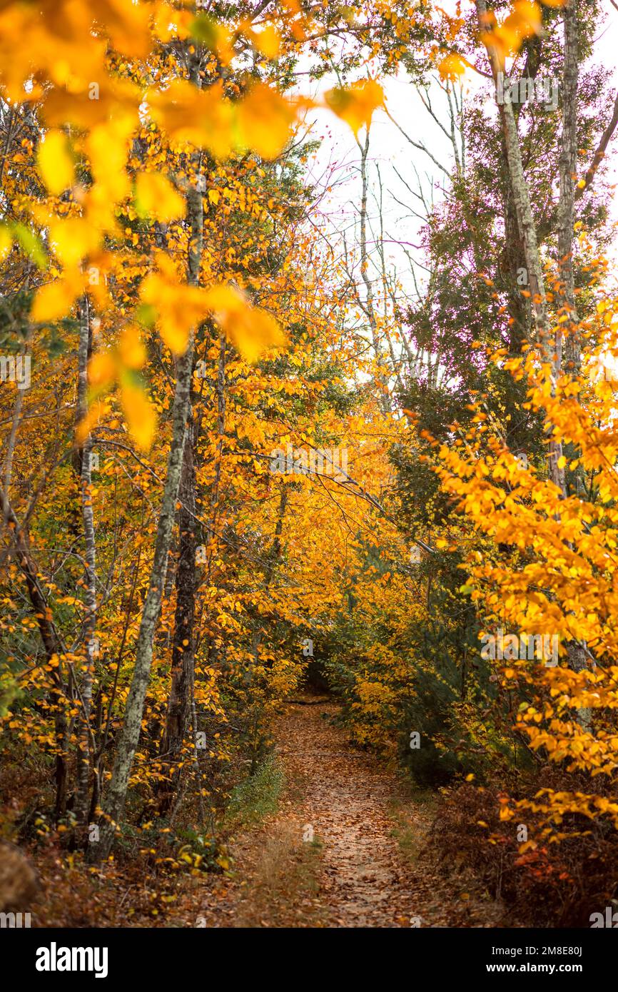 Fall Foliage trails in Arcadia State Management Area of Rhode Island Stock Photo