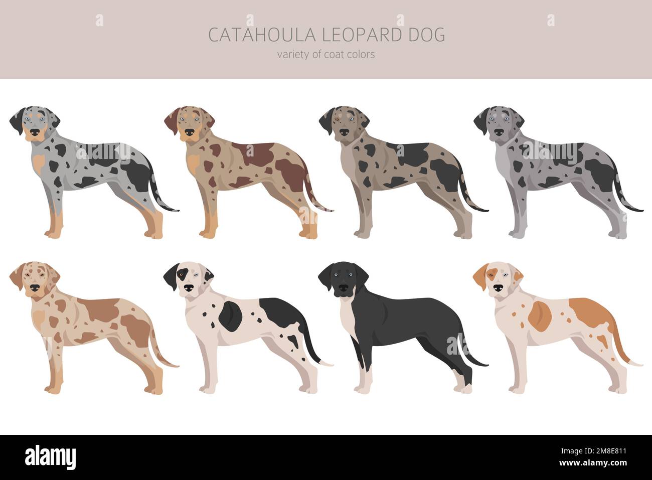 Catahoula Leopard Dog Breed Catahoula Leopard Dog Dog Breeds Breed