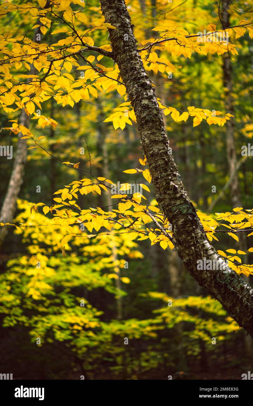 Fall Foliage details along Kancamagus Highway in New Hampshire Stock Photo