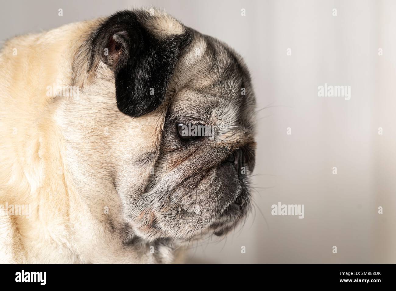 Pug dog looking at his food Stock Photo