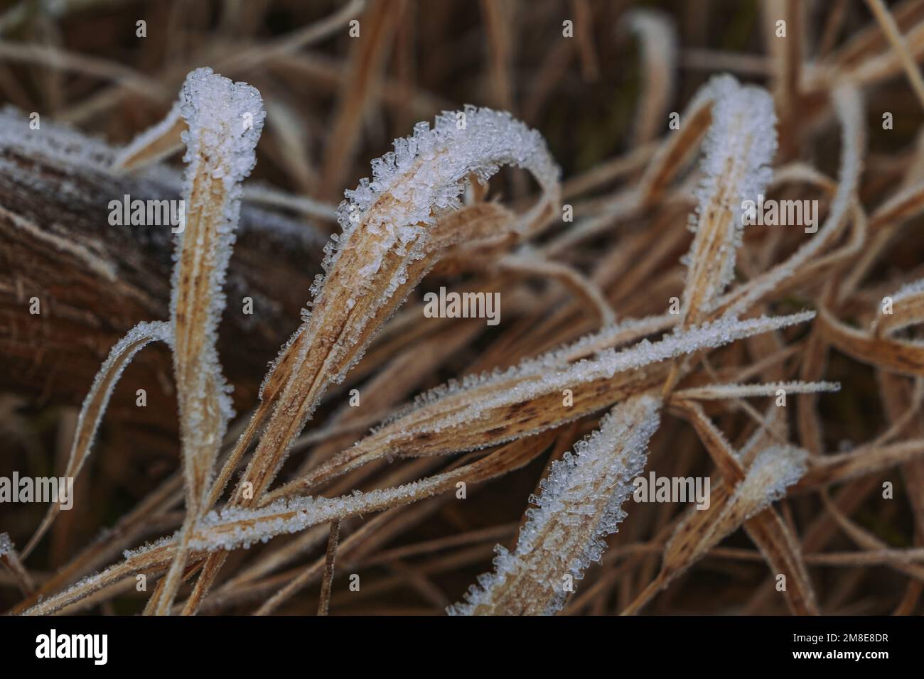 Frosting grass at Famous mountains lake Morskie oko Stock Photo Alamy