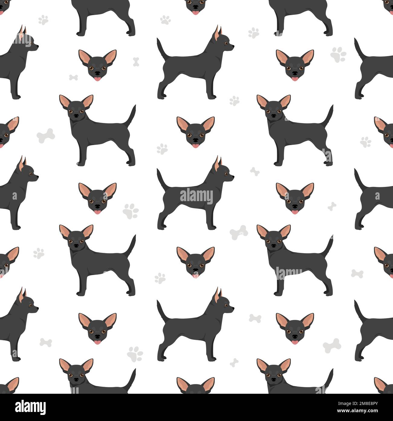 Chihuahua short haired seamless pattern. Vector illustration Stock