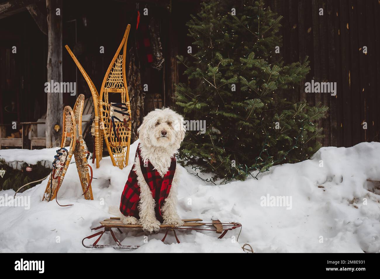Long haired dog posed on vintage sled by christmas tree Stock Photo