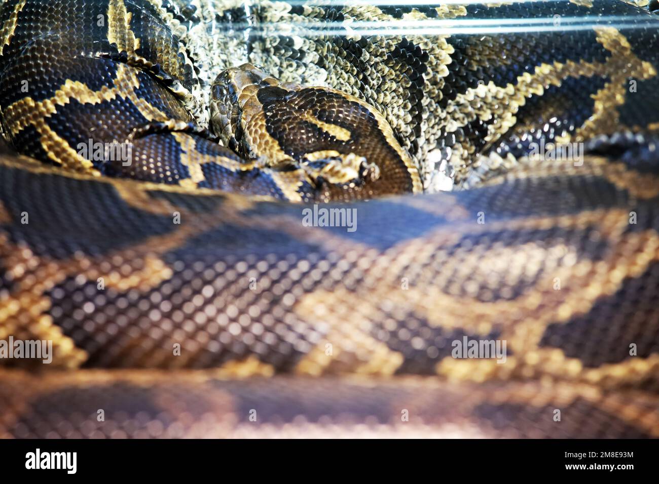 Python texture. A python curled up in a ball is sleeping Stock Photo