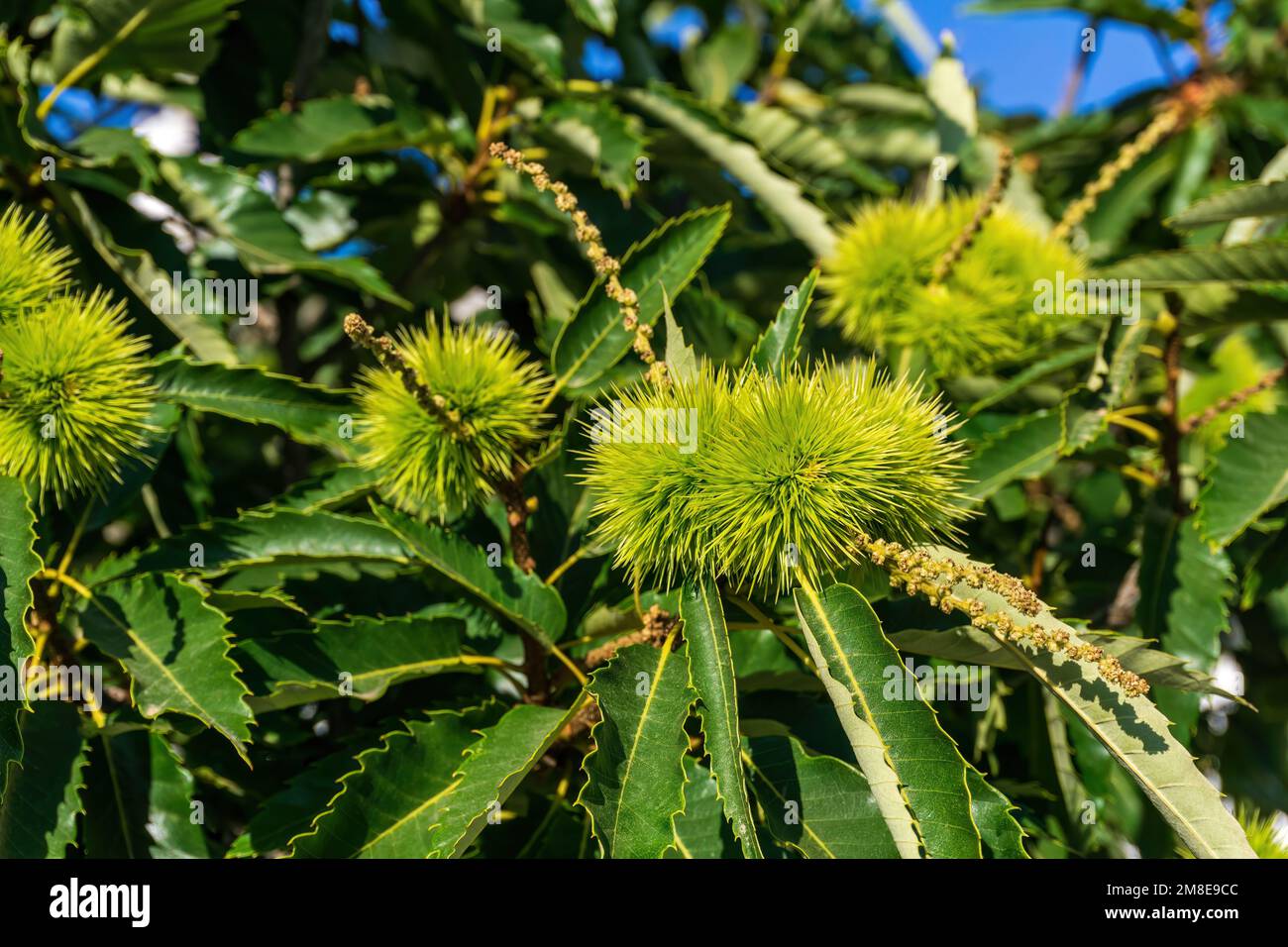 Branches of sweet edible chestnut with green cupules Stock Photo